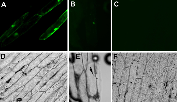 figure-protocol-1 Fluorescence microscopy images of cell structures; highlighting growth patterns and structural details.