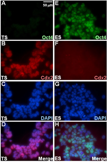 figure-protocol-3 荧光显微镜,Oct4,Cdx2,DAPI染色的干细胞,比较,TS细胞与ES细胞。
