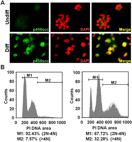 figure-protocol-4 细胞分化图像:p450scc、DAPI染色、荧光显微镜、DNA含量直方图。