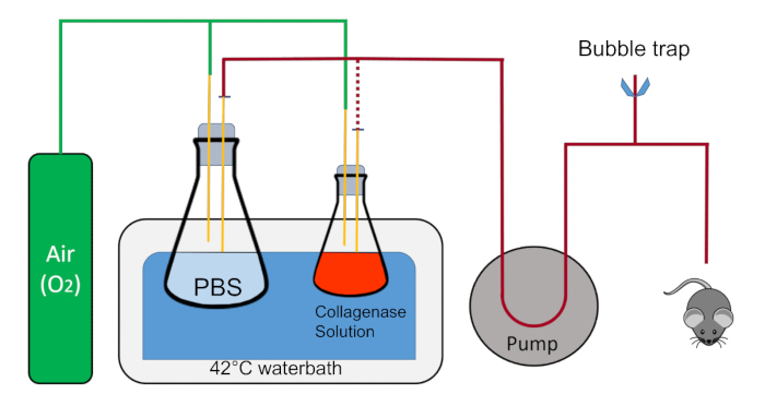 figure-results-1 Collagenase digestion diagram; PBS, 42°C water bath, pump, bubble trap, O2 air flow, mouse experiment.