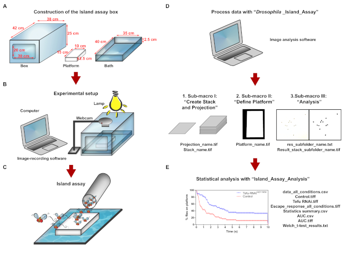 figure-results-1 Island assay process diagram; experimental setup, data analysis with software, statistical graph.