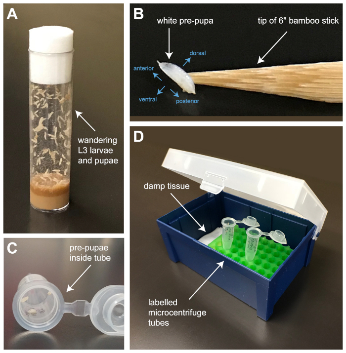 Drosophila pupae collection setup, pre-pupae on stick, larvae in vials, microcentrifuge tubes labeled.