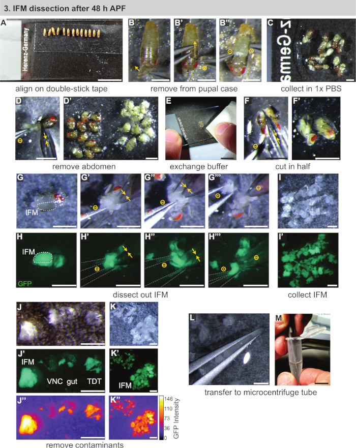 IFM dissection diagram, microscopy, steps from pupal case to GFP intensity analysis, Drosophila study.
