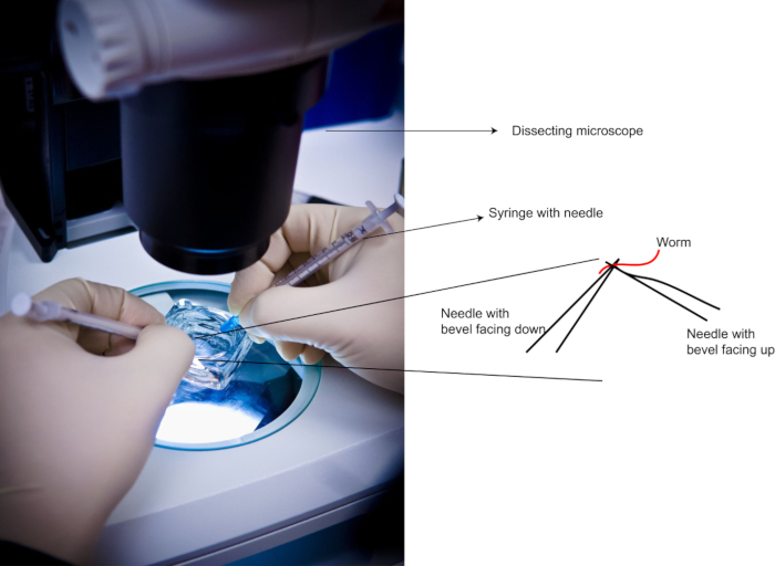 figure-protocol-1 Worm microinjection technique, dissecting microscope, syringe setup, gene editing process diagram.