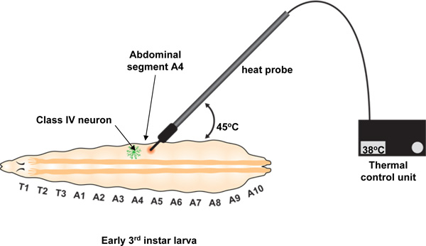 Third instar larva heat response; diagram shows thermal probe application at abdominal segment A4.