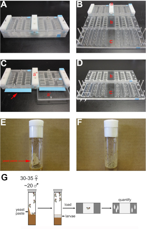 Fly sorting apparatus diagram, tubes with larvae, and yeast paste for experiment illustration.