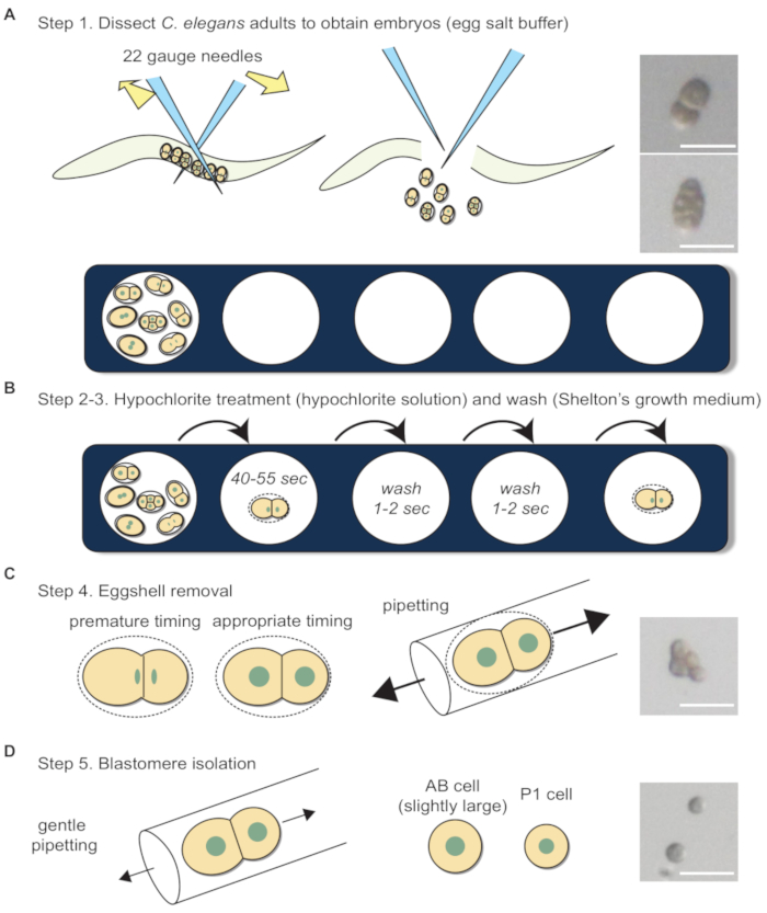 figure-protocol-2