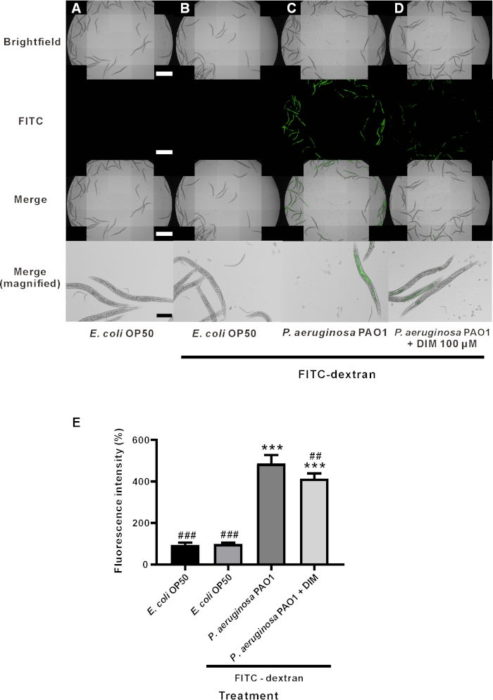 Fluorescence microscopy, FITC-labeled bacteria, E. coli, P. aeruginosa, DIM treatment, bar graph results.