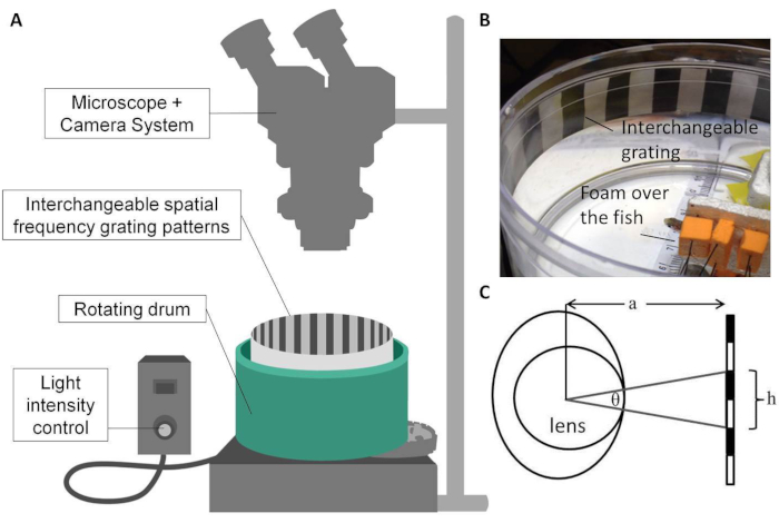 figure-results-1 Microscope system diagram with grating patterns, rotating drum; spatial analysis and light control.