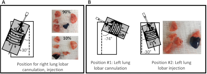figure-results-1 Lung lobar cannulation, injection diagram with position angles; experiment and result shown.