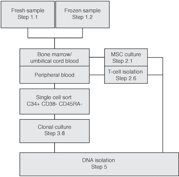 figure-results-1 Flowchart of cell sorting process: fresh/frozen samples to DNA isolation via clonal culture, T-cell isolation.