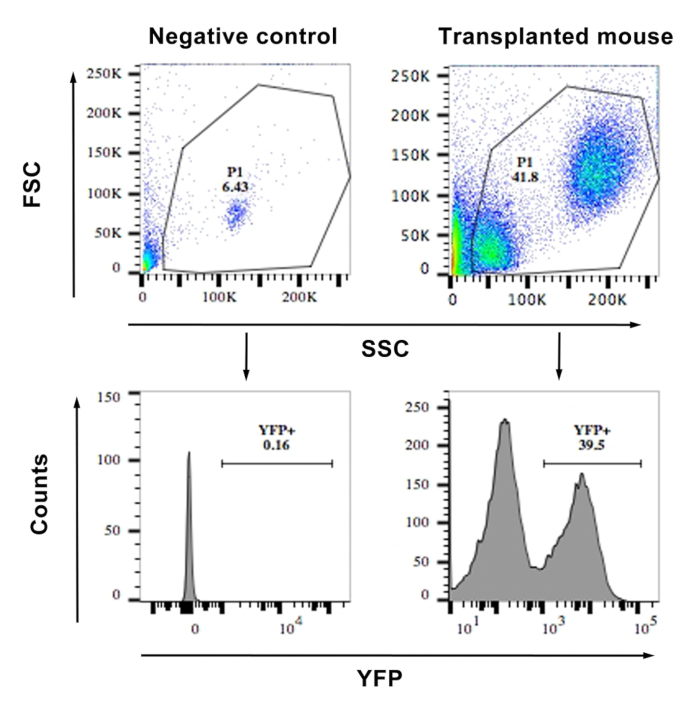 figure-results-1 Flow cytometry diagram, comparing control vs. transplanted mouse, showing FSC/SSC, YFP expression.
