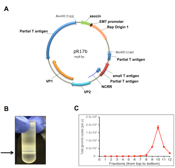 figure-results-1 Plasmid map diagram (pR17b), viral protein purification setup, DNA quantification graph.