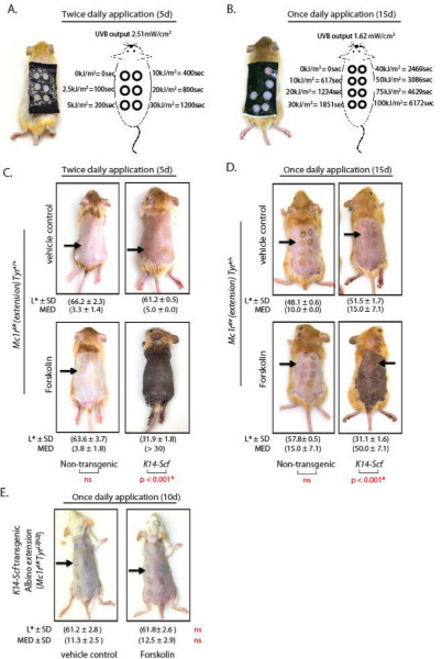 figure-results-1 UVB exposure diagram for transgenic mice study; skin pigmentation response; forscolin efficacy.
