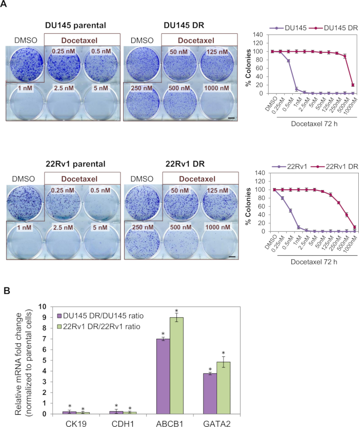 figure-results-1 Cell viability assay, docetaxel effect; result charts, colony formation analysis, IC50 determination.