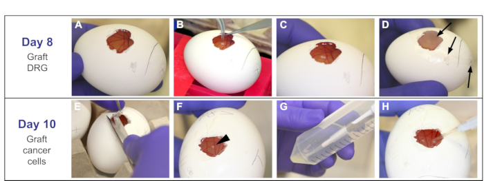 figure-results-1 Egg implantation method for DRG and cancer cells; step-by-step process; experimental setup.