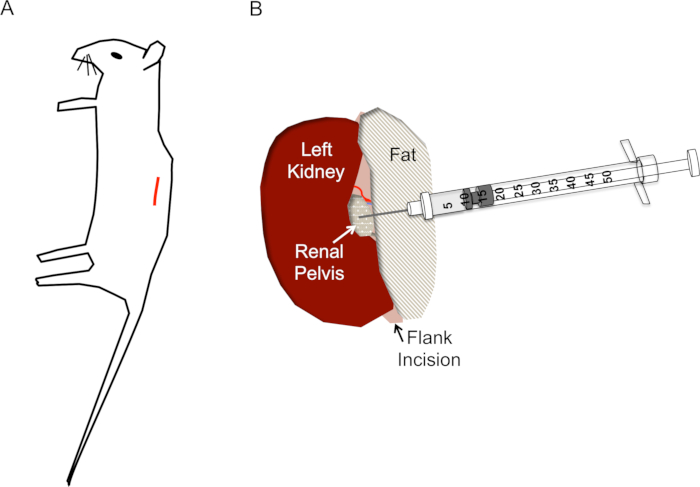Rodent surgical method diagram; renal injection setup; kidney anatomy; scientific research use.