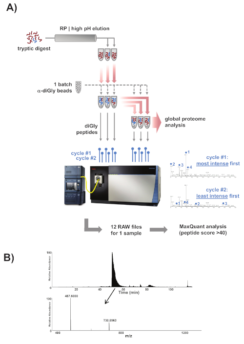 figure-results-1 Proteomics workflow diagram: tryptic digest, diGly peptides, global analysis, MaxQuant data results.