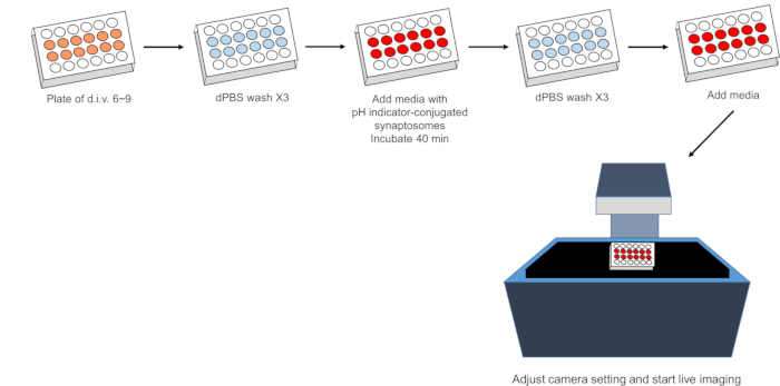 Flowchart of live imaging process for synaptosomes with pH indicator, using dPBS washes on plate.