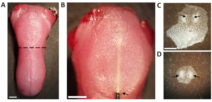 figure-results-1 Tongue epithelium dissection experiment showing tissue sections and detail views in microscopy.