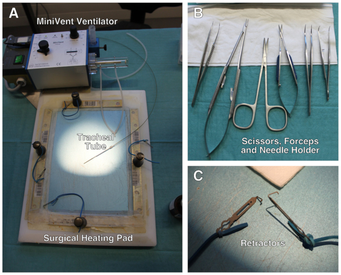 Surgical equipment setup: ventilator, tracheal tube, heating pad, scissors, forceps, retractors.