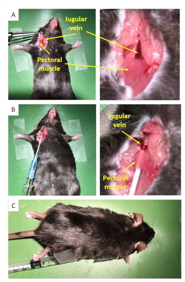 Mouse surgical procedure diagram; highlights jugular vein, pectoral muscle for experimental analysis.