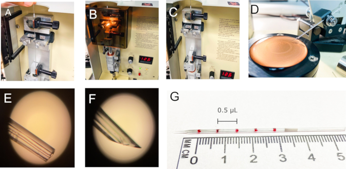 Microinjection setup, needle preparation, and measurement process for precise sample delivery.
