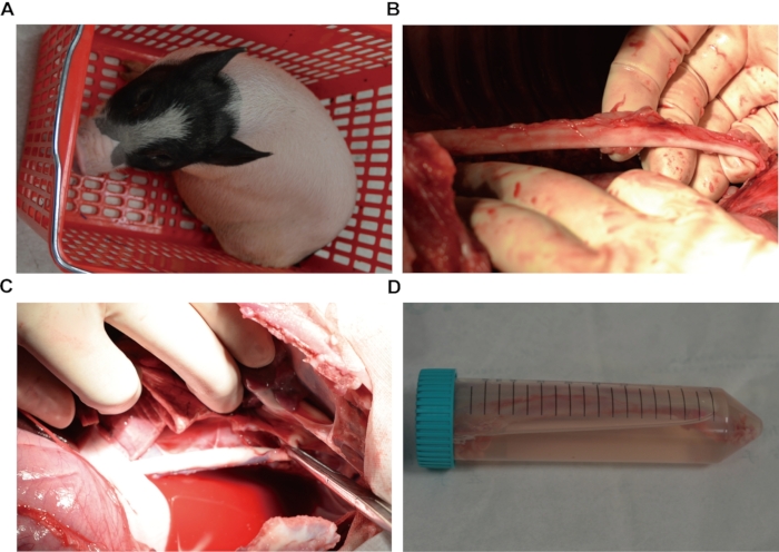 figure-results-1 Piglet in basket, surgical tissue extraction, organ exposure, and sample collection in lab tube.