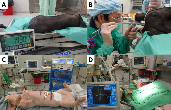 Pig surgery preparation, anesthesia, and monitoring setup in veterinary research environment.