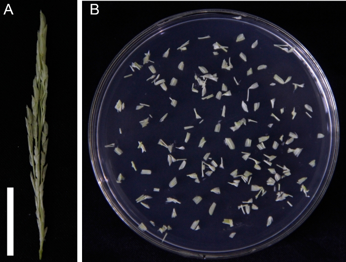 Plant tissue culture setup with seed explants in Petri dish for in vitro regeneration study.