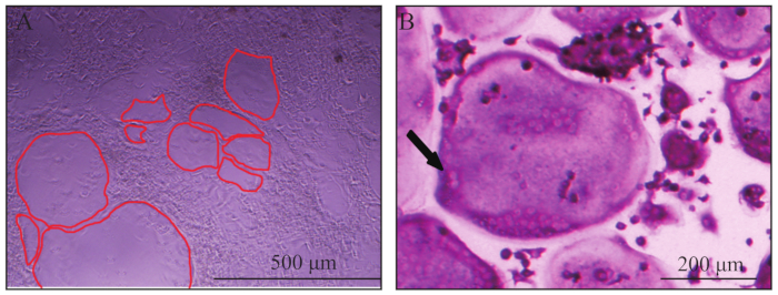 Microscopy imaging of cell morphology with highlights, diagram, cell analysis, 500 μm and 200 μm scale.