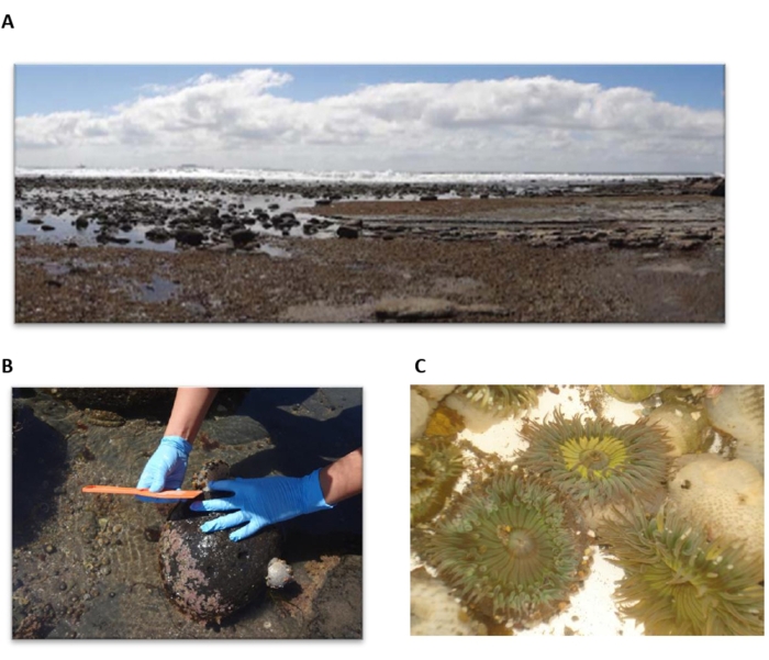 A) Rocky intertidal zone ecosystem, low tide; B) Marine biologist measuring sea urchin size; C) Sea anemones in tidal pool.