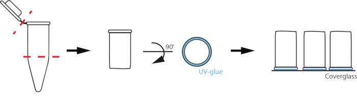 figure-results-1 Microfluidic chamber assembly diagram; pipetting, cutting, UV-glue, mounting on coverglass.