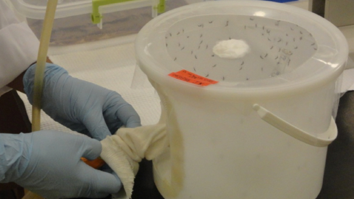 Mosquito containment setup, entomology experiment displaying insect handling and observation process.