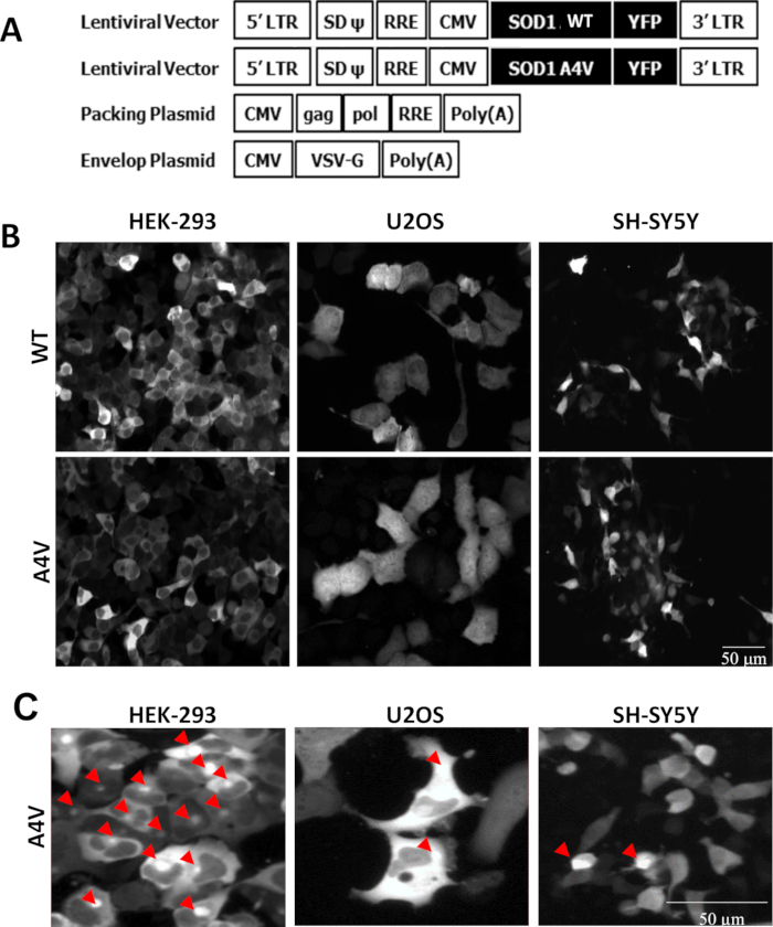 Lentiviral vectors diagram, fluorescence microscopy, SOD1 expression in HEK-293, U2OS, SH-SY5Y cells.