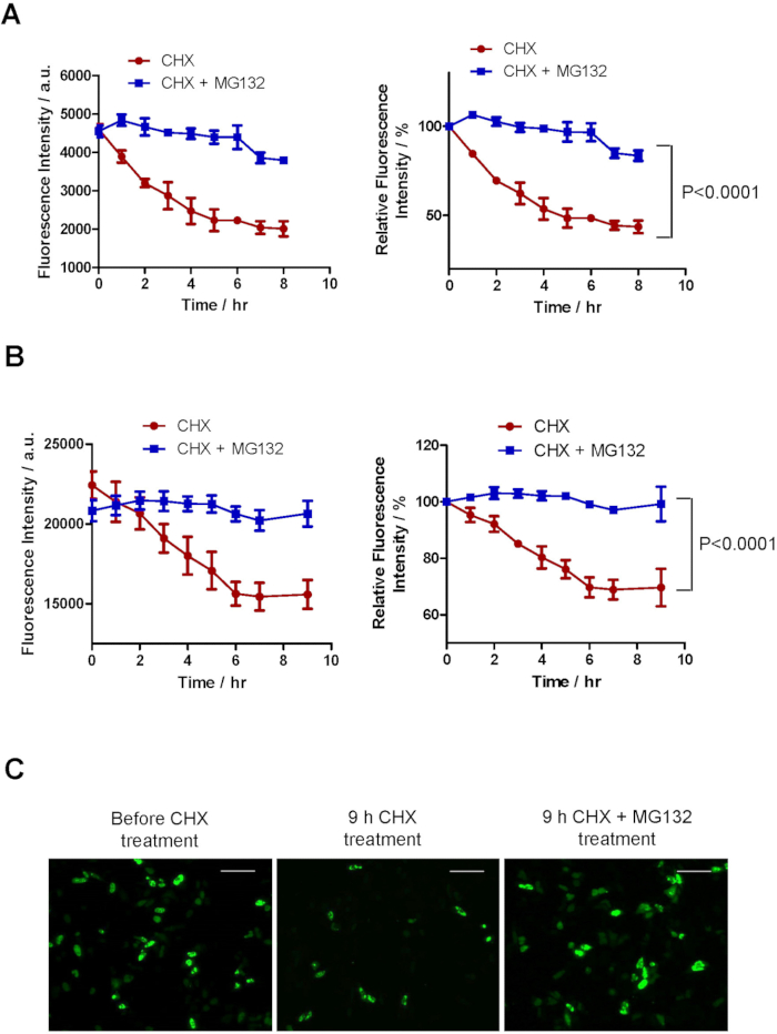 Protein degradation analysis, fluorescence intensity graphs comparing CHX and CHX+MG132 over time; microscopy results show cellular fluorescence changes at different treatments.
