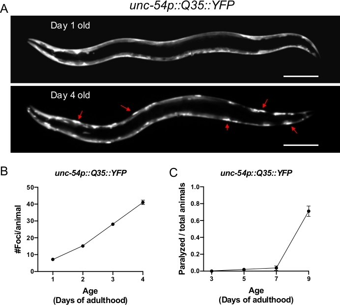 C. elegans expressing YFP showing age-related paralysis increase; graphs depict focal and paralysis data.