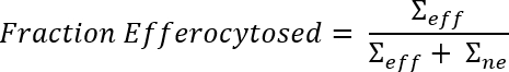 Efferocytosis fraction equation; Σeff/(Σeff+Σne); mathematical formula.
