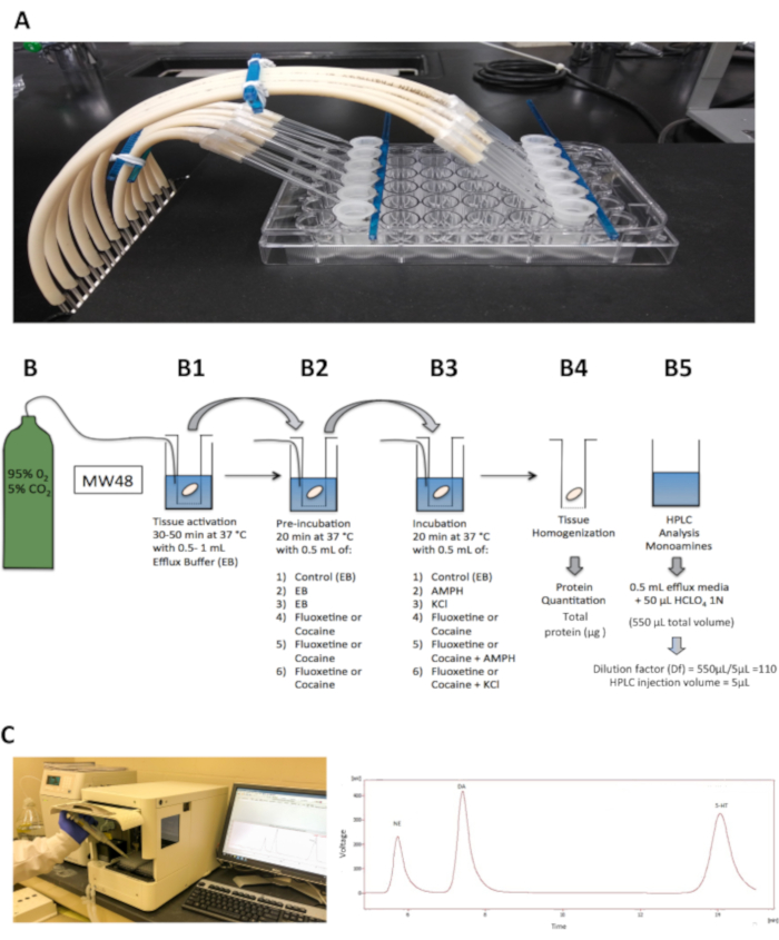 Equipment for HPLC analysis of monoamines with tissue incubation diagram and chromatograph result.