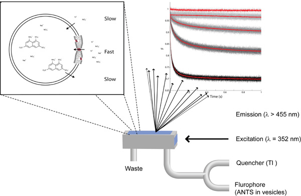 figure-protocol-3 Diagram of fluorophore excitation/emission setup; vesicle transport and quenching, spectral data.