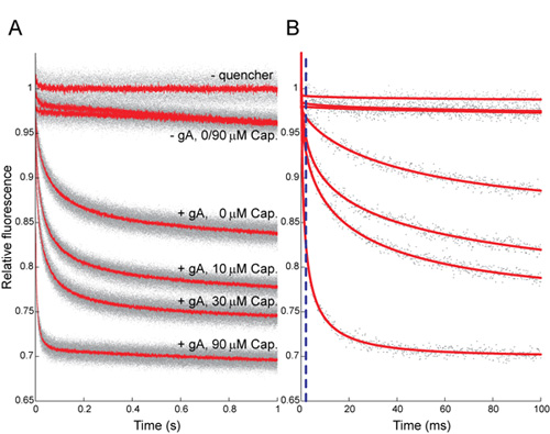 figure-protocol-7 Fluorescence decay graphs; gramicidin A, capsaicin influence, kinetic fitting.