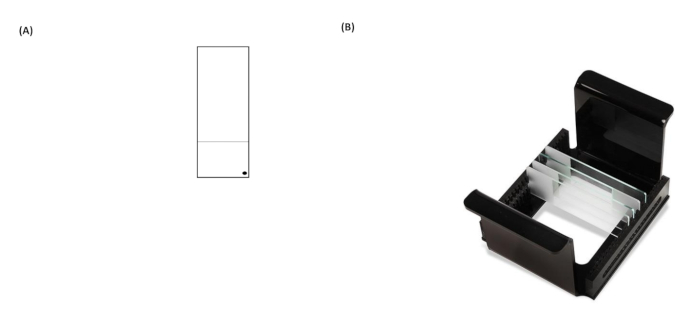 Chromatography diagram and setup for protein separation using glass plates in electrophoresis.