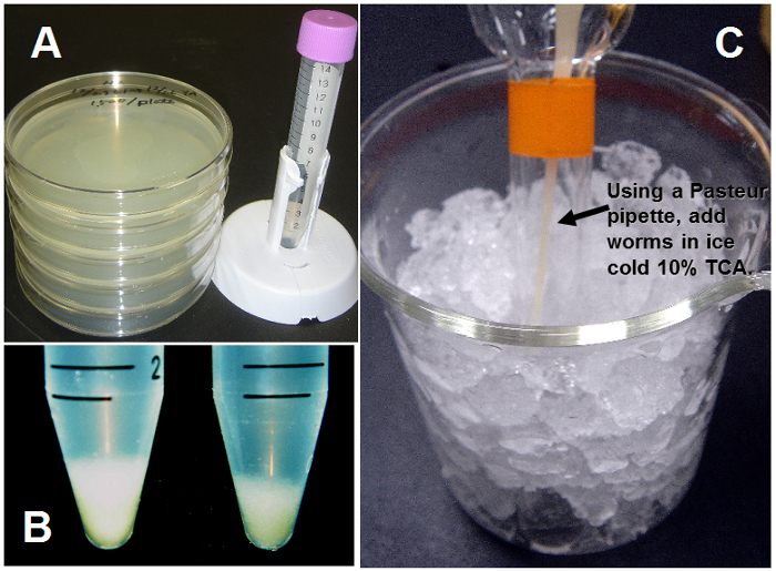 Microbiology experiment; petri dishes, pipette, tubes in protein precipitation process diagram.