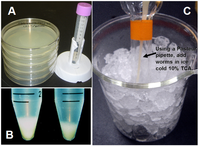 Petri dishes, test tubes, and centrifuge tubes for protein extraction using TCA precipitation method.