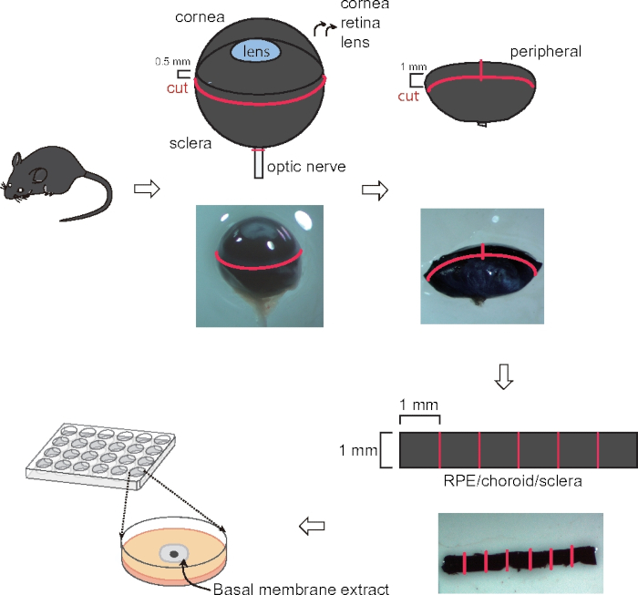 figure-results-1 Mouse eye dissection diagram; retinal extraction, sectioning steps, RPE analysis, laboratory setup.
