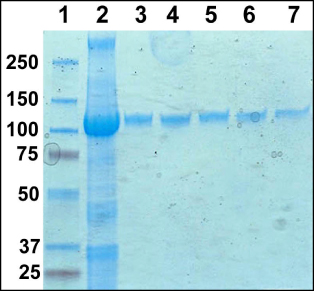 figure-protocol-1