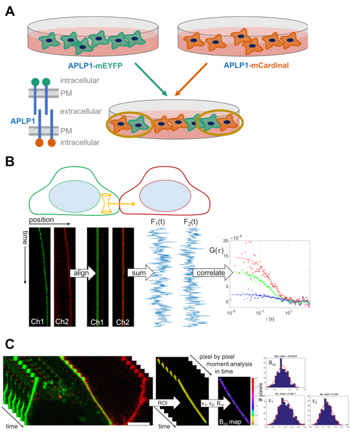 Fluorescence correlation spectroscopy diagram shows APLP1 protein interactions and pixel analysis data.