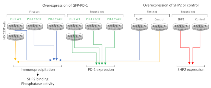 Overexpression setup diagram of GFP-PD-1 and SHP2 in HEK 293T cells, immunoprecipitation study.
