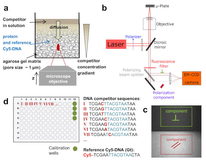 DNA diffusion and fluorescence setup; diagram with laser, agarose gel, objective, and competitor binding.