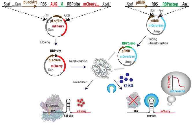 figure-results-1 Genetic circuit diagram showing cloning, transformation, and ribosome binding site regulation.